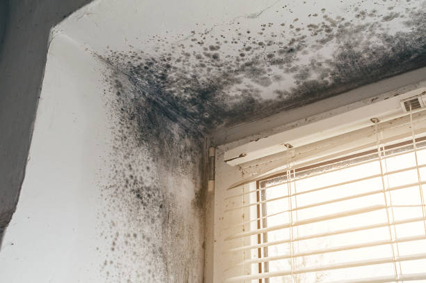 Affordable Mold Cleanup solutions in Geneva, WA